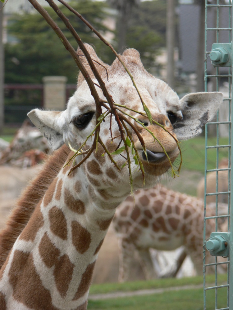 7 Fun Places To Visit With Kids In San Francisco - Vagabond Family