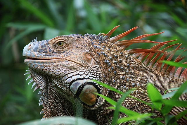 Exploring the Costa Rica wildlife