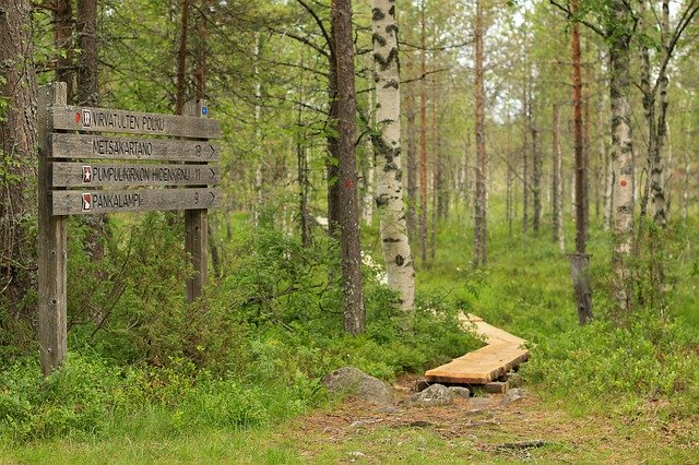 Hiking Forest Path Nature Trees 