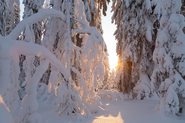 Snow Trees Winter Nature Cold 