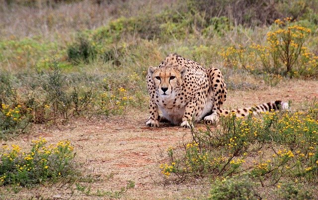 Watch The Big Cats In Action