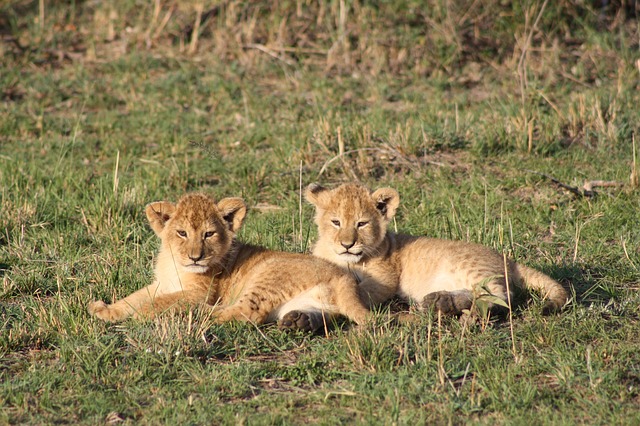 Watch The Big Cats In Action