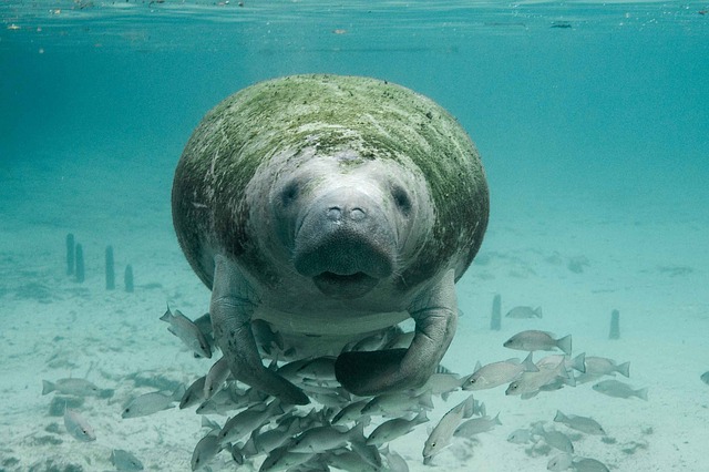 Manatee Encounters